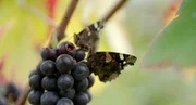 Weinlese Eglisau.