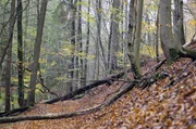 In der Nähe von Saarbrücken liegt ein 1.000 Hektar großes Waldschutzgebiet, das seit fast 30 Jahren sich selbst überlassen ist. Wo früher Holzgewinnung im Vordergrund stand, wird heute renaturiert.