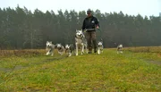 ARD/NDR SPÜRNASE, FÄHRTENSAU & CO. (14), "Maja im Hundesalon", am Dienstag um 16:10 Uhr im ERSTEN. Elmar Fust mit den Jüngsten seines 27-köpfigen Huskierudels.