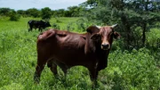 Brahma Bulls grazing in lush green pasture meadow pasture