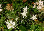 Alpengarten, Rax.