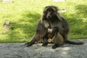 Geladas on exhibit
