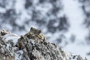 Erst vor kurzem wurde bekannt, dass eine erstaunlich große Zahl von Schneeleoparden in einigen abgeschiedenen Tälern der chinesischen Provinz Qinghai leben. Sie sind extrem selten und äußerst scheu.