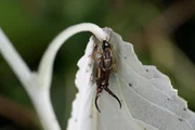 Detailaufnahme von zentral auf Blatt sitzender Ohrwurm