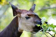 Im Zoo Berlin lässt es sich Okapi Bashira schmecken.
