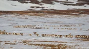 Porcupine-Karibus durchqueren die Landschaft während ihrer Frühjahrswanderung im Ivvavik National Park, Kanada