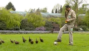 Die Laufenten beim Training mit Tiertrainer German Alonso.