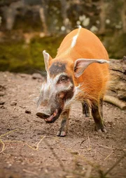 Pinselohrschwein Confetti.