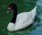A black-necked swan