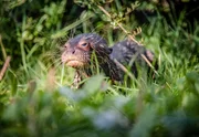 Riesenotter-Jungtier (Pteronura brasiliensis).