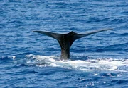 hr-fernsehen GIGANTEN IM MITTELMEER, Pottwalen auf der Spur, Ein Film von Thomas Behrend, am Samstag um 21:00 Uhr. Abgetaucht: Die Fluke eines Pottwals ist das letzte, was man von ihm sieht, bevor er in der Tiefsee auf Jagd geht.