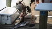 Ira Zuniga inspects fish.