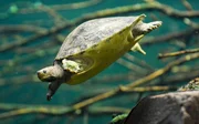 Schildkröte.