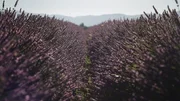 Aus den Blüten wird Lavendelöl hergestellt.