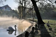 Parkanlagen mit Wasserflächen sind beliebte Rastplätze für die Gänse, dort finden sie saftiges Gras und Ruhe. Am Saint James See treffen sie auch auf andere Wasservögel, wie diesen Höckerschwan.