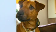 Sprengstoffspürnase Rufus ist heute im Auftrag des Bundespräsidenten unterwegs. Gemeinsam mit Herrchen Henrik Sielaff soll er vor dessen Besuch die Villa Hammerschmidt auf mögliche Sprengsätze absuchen.