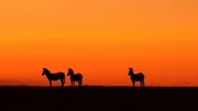 Three zebras in silhouette at sunrise in Masai Mara, Kenya
