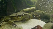 Die Scheren der Strandkrabbe sind ihre Waffen gegen Angreifer.