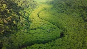 Wasser ist allgegenwärtig auf Iriomote. Überall ziehen sich Flüsse durch den dichten Regen-wald.