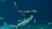 Die zwei neuen Riffhaie schwimmen endlich im großen Hai-Atoll… mit bissigen Folgen. Weitere Fotos auf Anfrage.