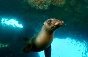 Seelöwen können um die 200 Meter tief tauchen und 15 Minuten unter Wasser bleiben.