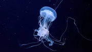 Im Aquarium des Zoo Berlin soll das Becken der Malayen-Quallen gereinigt werden. Doch dafür müssen über 70 Quallen aus dem Becken gefischt werden. Das ist bei den glibbrigen Tieren gar nicht so einfach.