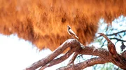 Ein Siedelweber Vogel schaut nach oben zu dem riesigen Gemeinschafts-Nest, an dessen Bau er zusammen mit hunderten Artgenossen beteiligt ist.; PHOENIX TIERISCHE WOHNGEMEINSCHAFTEN, am Montag um 21:00 Uhr.