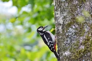 woodpecker