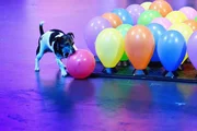 Champion Bailey (Challenge: Ballons zerbeißen)