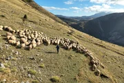 Samra Comor Bekirovic hilft ihren Großeltern und ihrem Vieh bei der beschwerlichen Reise von Lukomir, Bosnien und Herzegowina, den Berg hinunter, um die kalten Wintermonate zu überstehen - eine Tradition, die seit Hunderten von Jahren gepflegt wird. (National Geographic/Dragan Trifunovic)
