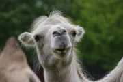 Young Camel