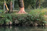 Biberspuren im Spreewald sorgen für Diskussion über Naturschutz.