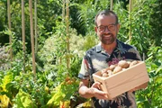 Karl Ploberger beantwortet die Gartenfrage der Woche: Wann ist der beste Zeitpunkt für die Kartoffelernte und wie lagere ich am besten ein?