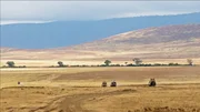 Elefantenherde in Ngorongoro