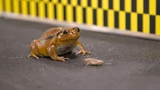 A Tomato Frog in the Testing Area.