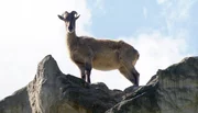 Endlich klettern die Tahre mal wieder auf ihren Felsen.