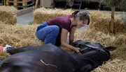 Tierärztin Filippa Furtado (Cristina do Rego) kümmert sich einfühlsam um das verletzte Pferd Henry.