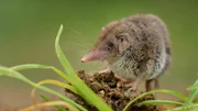 Lesser white-toothed Shrew (Crocidura suaveolens) on loam. Little insect-eating mammal with brown fur standing on meadow in garden. Background is green and fuzzy.