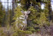 Ein weibliches Karibu lugt während der Frühjahrswanderung im Ivvavik National Park in Kanada hinter einem Baum hervor.