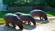 Bei den Flusspferden im Zoo Berlin gibt es heute draußen Futter, denn das Flusspferdhaus bekommt einen neuen Boden.