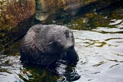 Der Seeloewennachwuchs wird zur Wasserratte.