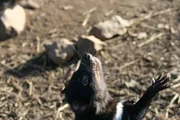 Ein Tasmanischer Teufel beobachtet einen Vogel.