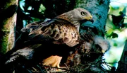 MDR Fernsehen WILDES DEUTSCHLAND, "Der Thüringer Wald", am Sonntag (11.08.13) um 21:00 Uhr. Rund fünf Prozent der weltweiten Rotmilane leben in Thüringen. Meist bauen sie an den Waldrändern ihre Nester.