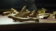 Die Dokumentation verfolgt, wie Wissenschaftler die Vergangenheit anhand von Knochen und Sch&auml;deln und Genetik umschreiben.