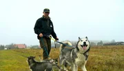 ARD/NDR SPÜRNASE, FÄHRTENSAU & CO. (16), "Ein Kofferraum voller Kaviar". Die Husky-Welpen aus Brandenburg sind mittlerweile 14 Wochen alt. Von den acht Hunden sind noch vier zusammen: Bente, Liska, Jari und Tapio. Das junge Husky-Quartett will der Hundeführer nun zu Schlittenhunden ausbilden.