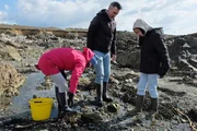 Zu Tisch Guernsey – Die Kanalinseln Familie Sholl auf der Suche nach Seeohren