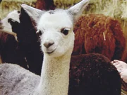 Wellness-Tag bei den Alpakas: Tierpflegerin Andrea wei&szlig; genau, was ihren Sch&uuml;tzlingen gef&auml;llt - stundenlanges Duschen. Je kr&auml;ftiger der Massagestrahl, desto lieber.