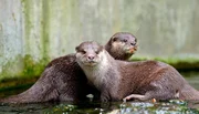 Eiskalte Naschereien gibt es heute bei den Zwergottern im Berliner Zoo: handgemachte Maus-Fisch-Eisbomben von Reviertierpfleger Norbert Zahmel. Dies ist nicht nur eine herrliche Erfrischung, sondern entpuppt sich auch als ideale Beschäftigung für die Tiere.