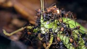 Treiberameisen überwältigen eine Heuschrecke. Die Ameisen sind fast blind, sie erkennen die Beute durch ihren Tastsinn. Nur wenn es das Beutetier schafft, vollkommen regungslos zu bleiben, hat es eine Chance zu Überleben.