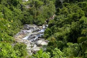 Der tropische Regenwald El Yunque in Puerto Rico beherbergt mehr als 160 Tierarten.